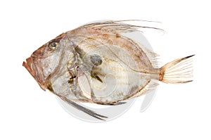 John dory fish