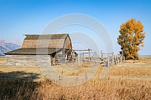 John Moulton Barn and Autumn Colored Cottonwood
