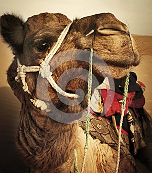 Johnie the Camel in the Thar Desert, Rajasthan, India.