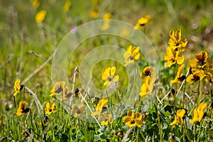 Johnny-Jump-Up wildflowers Viola pedunculata blooming in spring, California