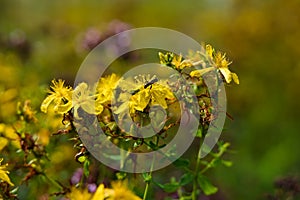 Johns wort medicinal herb flower, macro.