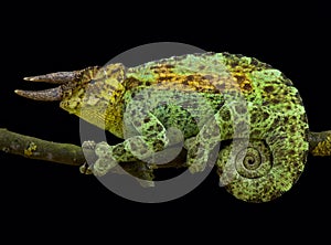 Johnston`s chameleon, Trioceros johnstoni