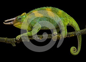 Johnston`s chameleon, Trioceros johnstoni photo