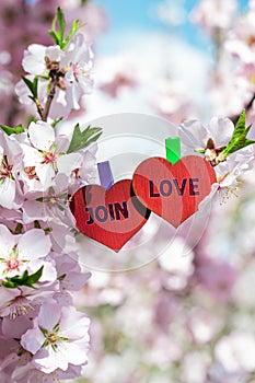 join love word love theme pinned almond blossom