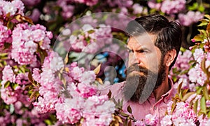 Join my spring. Natural beauty. Handsome bearded man outdoors. Hipster in cherry bloom. Man in sakura blossom. Spring