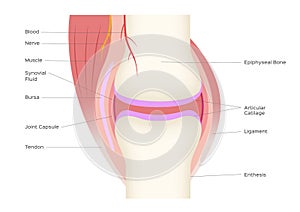 Joint human bone anatomy vector infographic