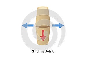 Joint human bone type