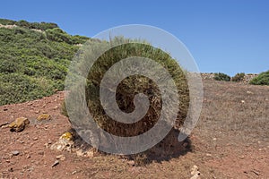 Joint Pine, Ephedra fragilis