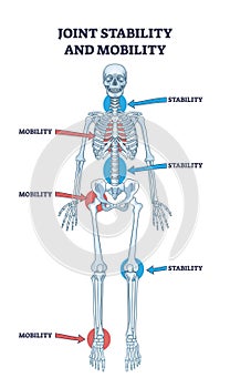 Joint stability and body mobility skeletal bone division outline diagram