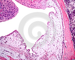 Joint. Synovial membrane photo