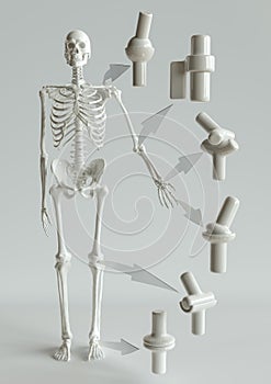 Joint types on the human skeleton - 3D Rendering