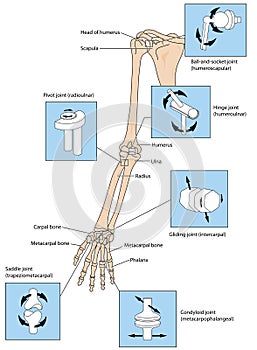 Joint types in the upper limb