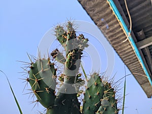 Jointed-cactus-Opuntia-aurantiaca Solanaceae