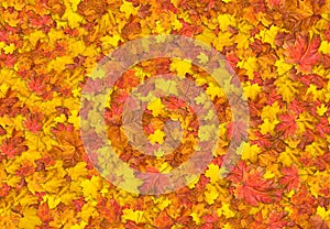 Jointless texture of maple leaves