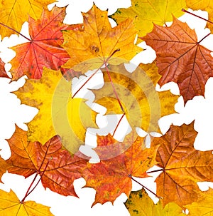 Jointless texture of maple leaves