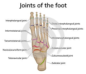 Joints of the foot