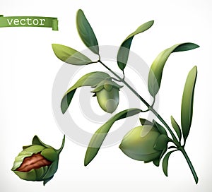 Jojoba. 3d realistic vector icon