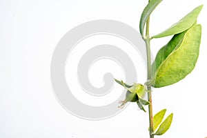 Jojoba bean green on plant stem, isolated