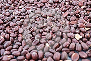 Jojoba beans background.