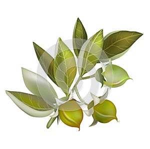 Jojoba fruit, element for organic cosmetics