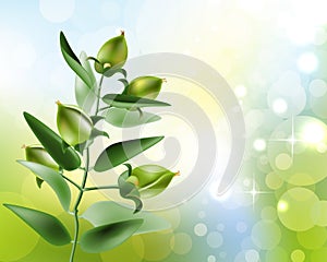 Jojoba on nature background