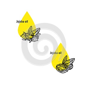 Jojoba oil icon set. Hand drawn sketch. Extract of plant. Vector illustration