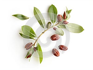 Jojoba plant with seeds isolated on white background