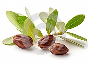 Jojoba plant with seeds isolated on white background