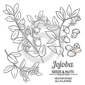 Jojoba plant vector