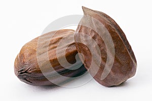 Jojoba seeds (Simmondsia chinensis) photo