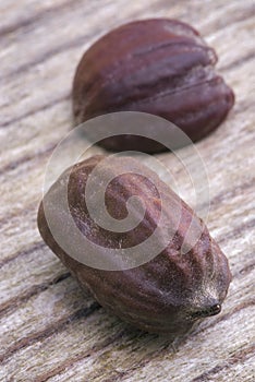 Jojoba seeds (Simmondsia chinensis) photo