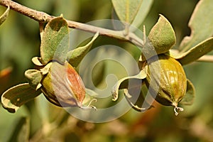 Jojoba seeds on tree