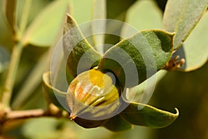 Jojoba seeds on tree
