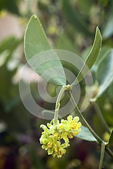 Jojoba (Simmondsia chinensis) photo