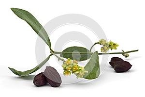 Jojoba Simmondsia chinensis flower, leaves and seeds photo