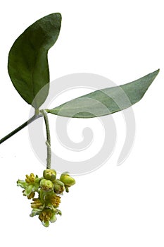 Jojoba Simmondsia chinensis leaves and flower photo