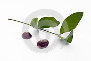 Jojoba (Simmondsia chinensis) leaves and seeds photo