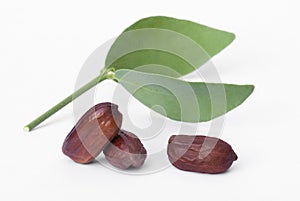 Jojoba (Simmondsia chinensis) leaves and seeds photo