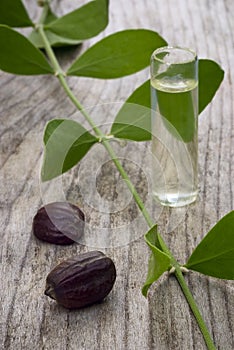 Jojoba (Simmondsia chinensis) leaves, seeds and oil