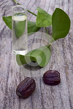 Jojoba (Simmondsia chinensis) leaves, seeds and oil photo