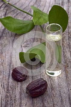 Jojoba (Simmondsia chinensis) leaves, seeds and oil photo