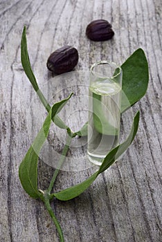 Jojoba (Simmondsia chinensis) leaves, seeds and oil photo