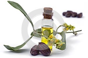 Jojoba Simmondsia chinensis oil, leaves, flower and seeds photo