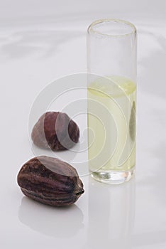 Jojoba (Simmondsia chinensis) seeds and oil photo