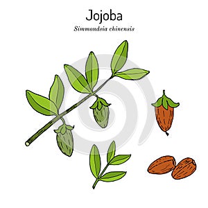 Jojoba Simmondsia chinensis or wild hazel, branch with fruits