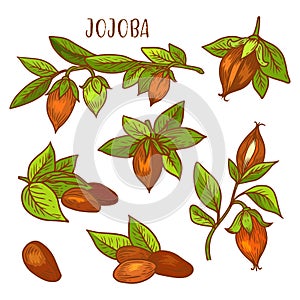 Jojoba sketch plant fruit seeds for jojoba oil
