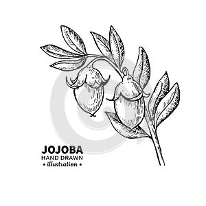 Jojoba vector drawing. Isolated vintage illustration of fruit. Organic essential oil engraved style sketch