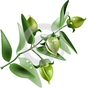 Jojoba on white background