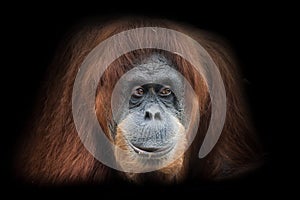 The joker grins Face  a smart orangutan isolated on black background