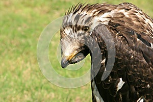 A joking young bald eagle